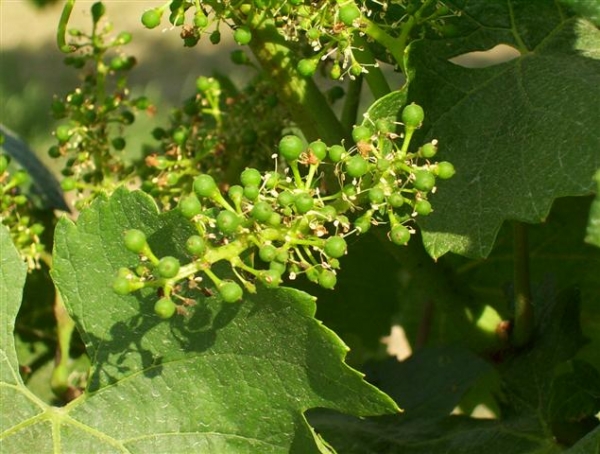 LINEA TECNICA NUTRIZIONALE 2018 #3