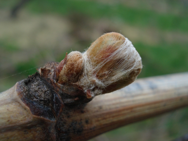 LINEA TECNICA NUTRIZIONALE 2018 #1