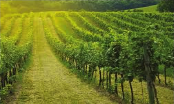 VITE - INFORMAZIONE TECNICA #5