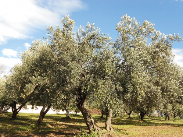 OLIVO - INFORMAZIONE TECNICA #1