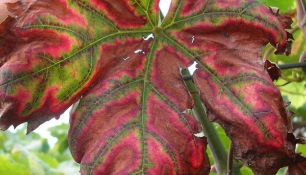 VALAGRO E MORINI PRESENTANO VITASEVE&reg;