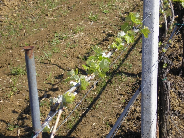 VITE - INFORMAZIONE TECNICA #1