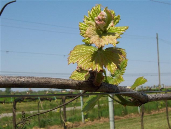 LINEA TECNICA NUTRIZIONALE 2018 #2