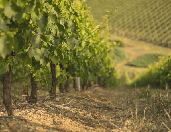 VITE - INFORMAZIONE TECNICA #4